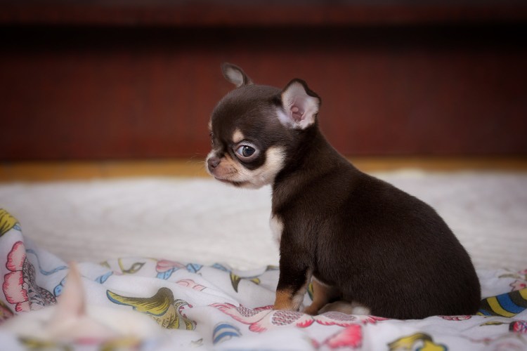 Чихуахуа шоколадная девочка