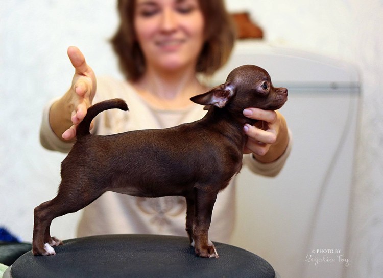 Чихуахуа молочный шоколад