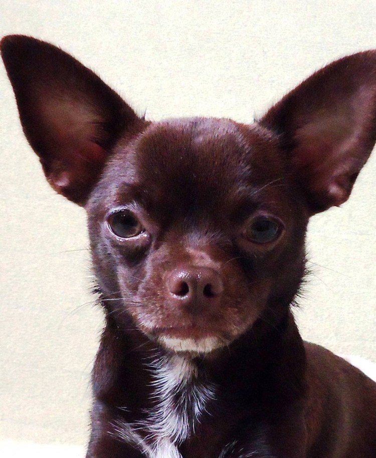 Чихуахуа шоколадно подпалый гладкошёрстный