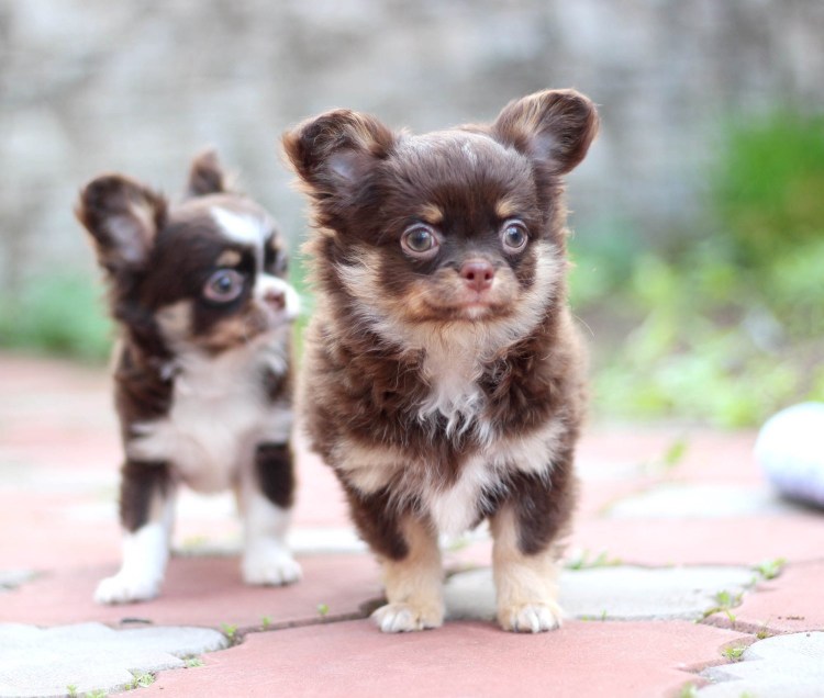 Шоколадно подпалый чихуахуа