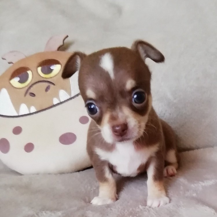 Чихуахуа шоколадный