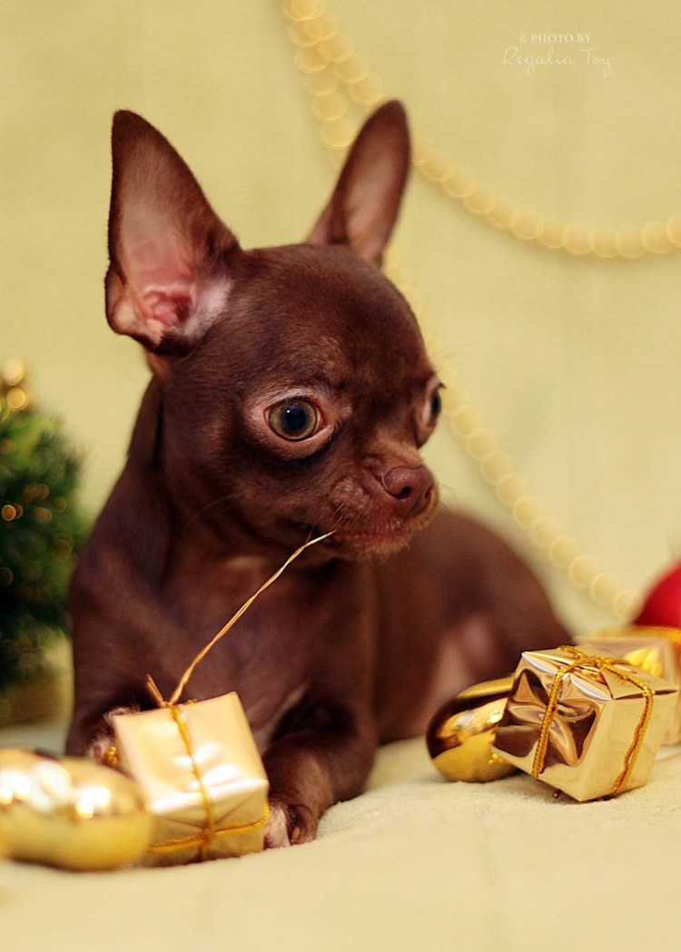 Чихуахуа шоколадный гладкошерстный