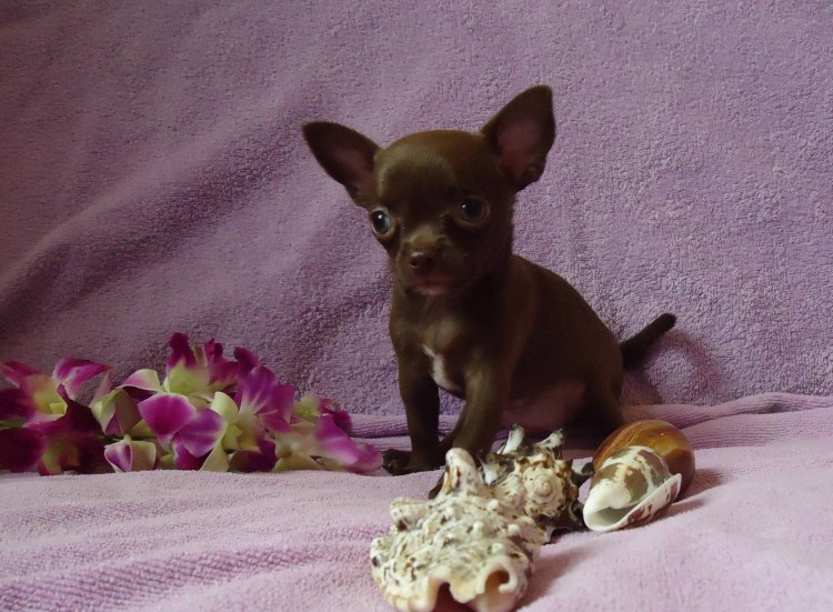 Чихуахуа шоколадный гладкошерстный