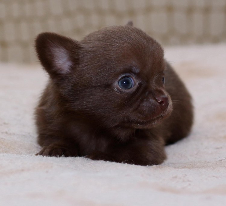 Чихуахуа мини шоколад