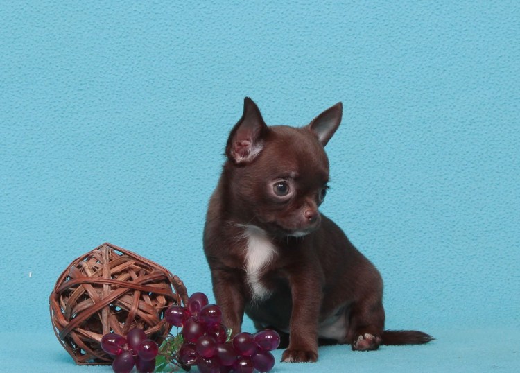 Чихуахуа мини гладкошерстные шоколадные