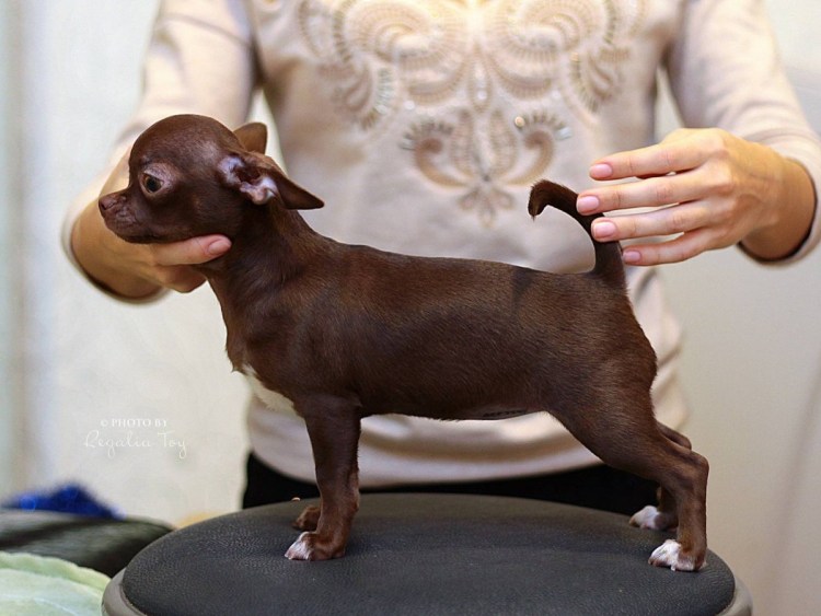 Чихуахуа коричневый короткошерстный