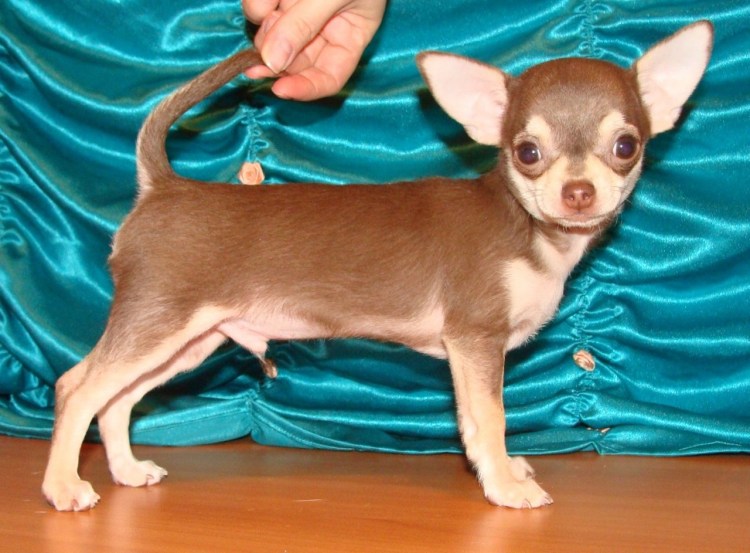 Чихуахуа длинношерстные шоколадные
