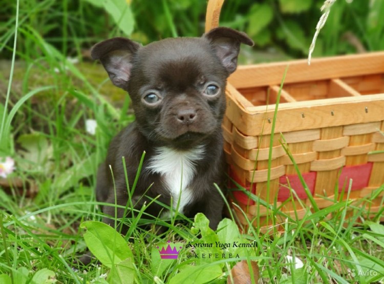 Чихуахуа ДШ шоколадный