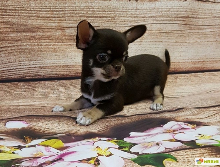 Чихуахуа шоколадный гладкошерстный