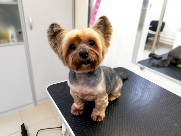 Йорк короткие стрижки для мальчиков короткие