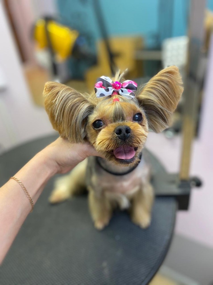 Стрижки йоркширского терьера мальчика