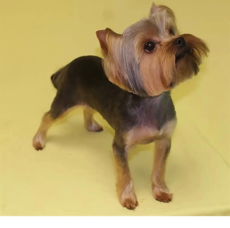 Стрижка Йорка мальчика