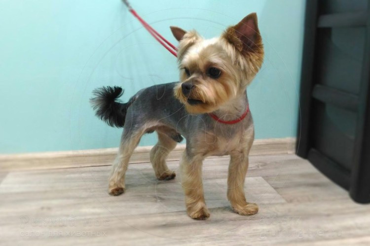 Йоркшир терьер стрижка Беби фейс