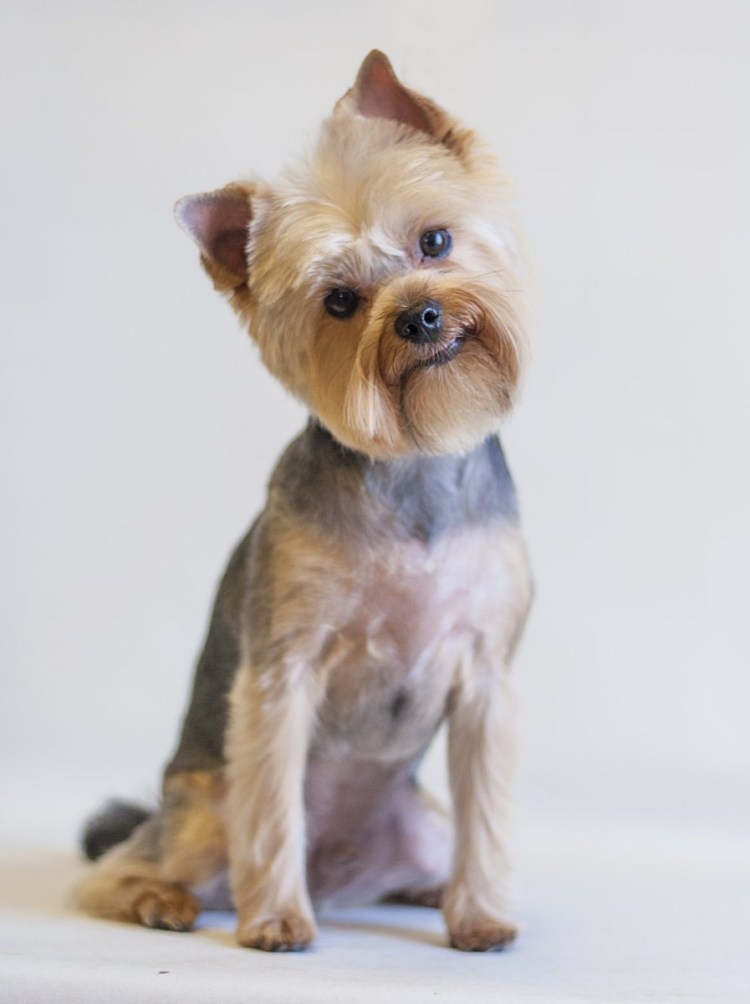 Йорк стрижка Олененок