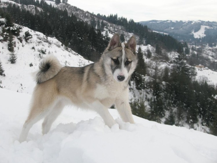 Американский эскимосский хаски