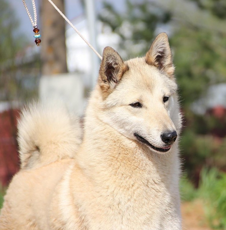 База Тарасюка ЗСЛ