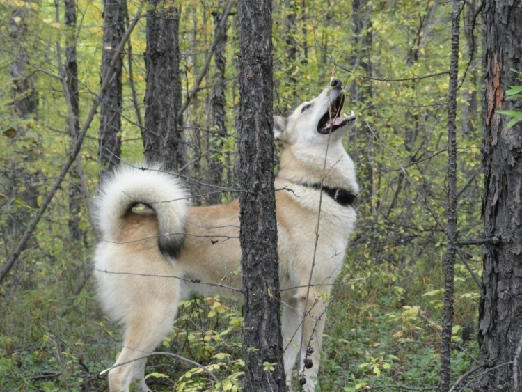 Среднеазиатская лайка