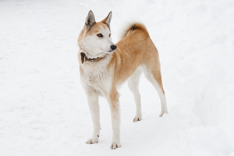 Дальневосточная лайка фото