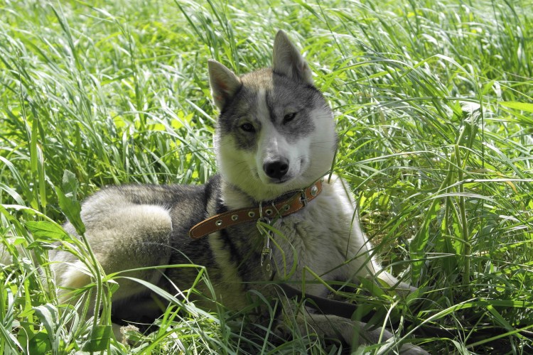 Западно Сибирская лайка
