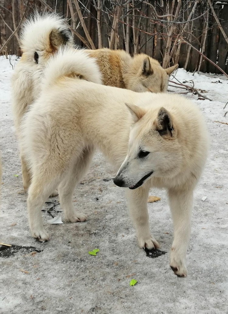 Сибирская лайка белая