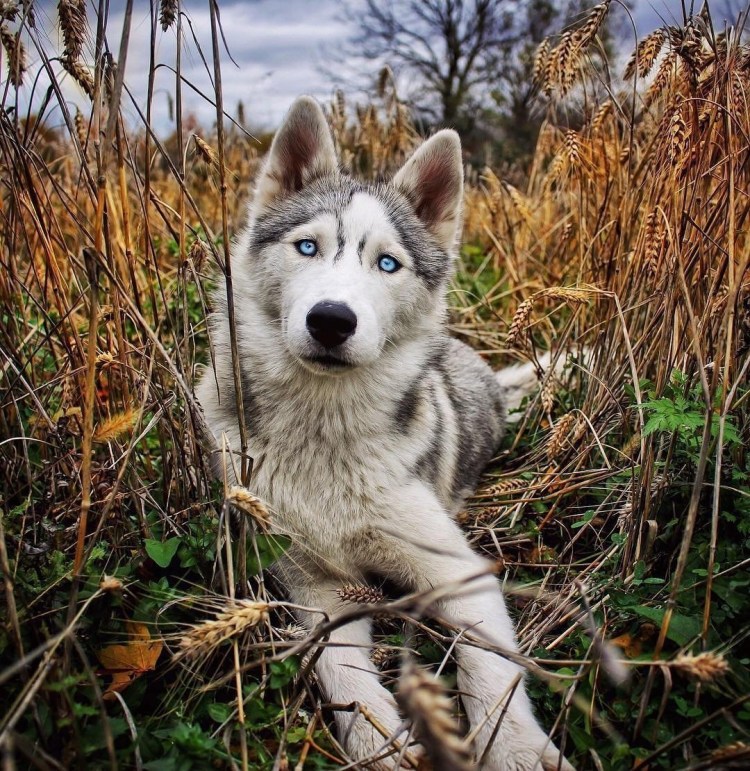 Питомник Западно сибирских лаек