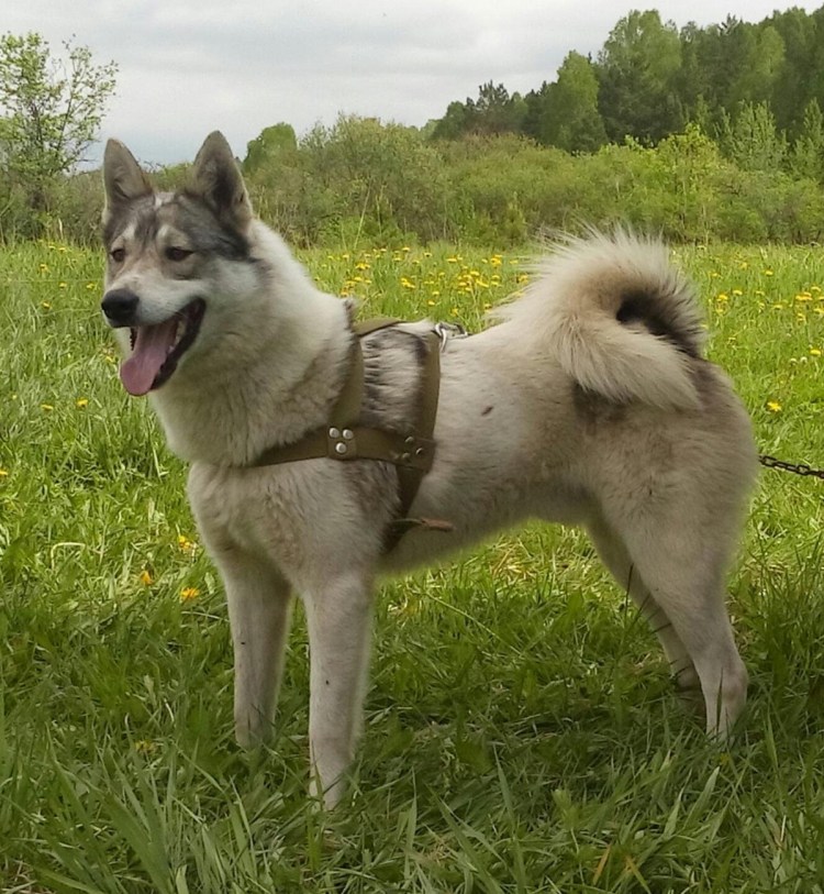 Американский хаски