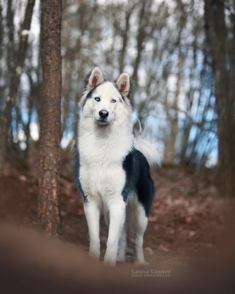 Якутская оленегонная лайка