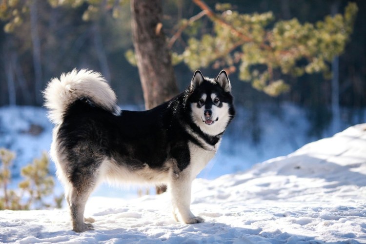 Западносибирская лайка