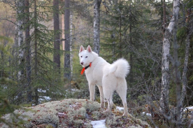 Западносибирская лайка Таганай