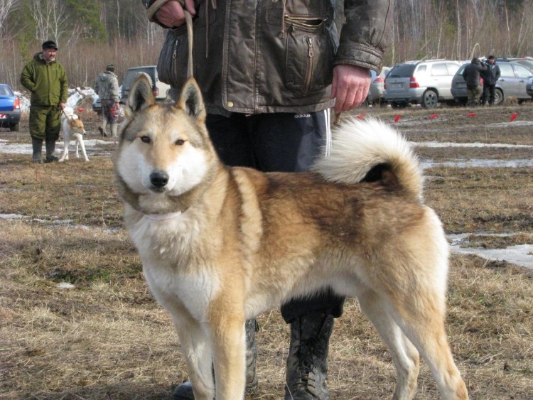 Белая лайка