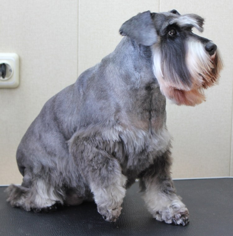 Тримминг миттельшнауцера