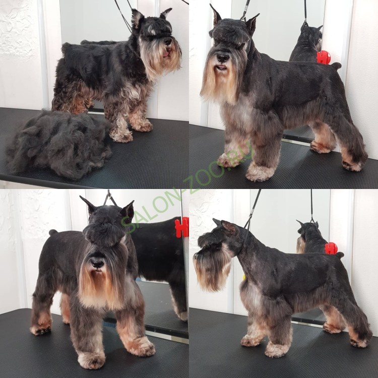 Цвергшнауцер черный после тримминга