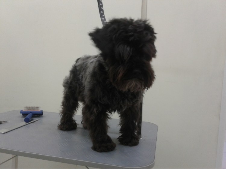 Метис Фокстерьер и Цвергшнауцер