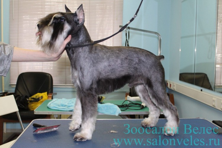 Шнауцер миттель стрижка
