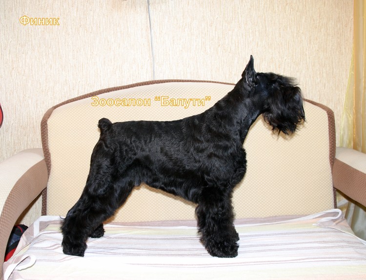 Цвергшнауцер тримминг до и после