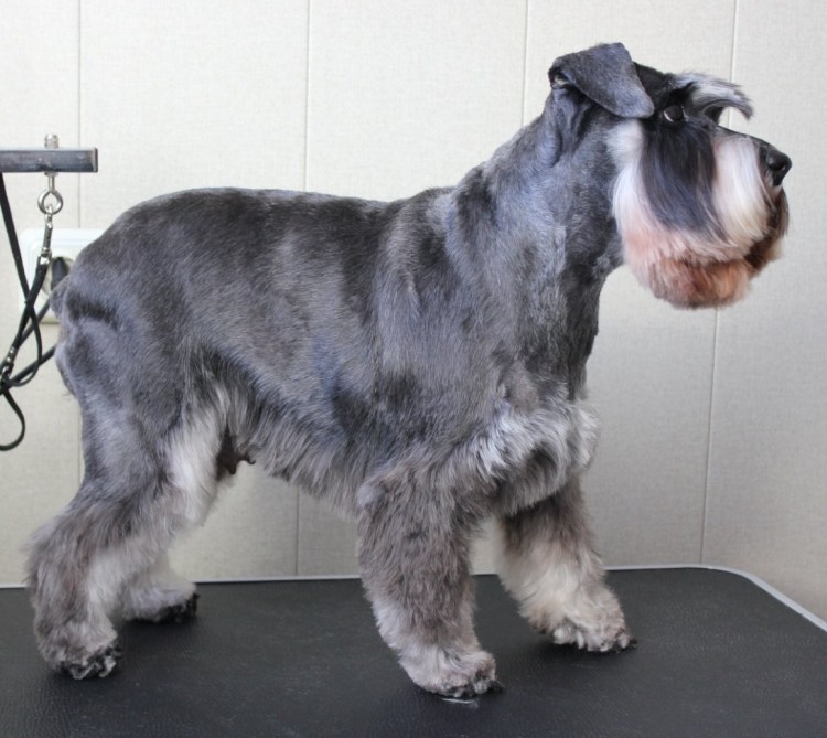 Цвергшнауцер перец с солью