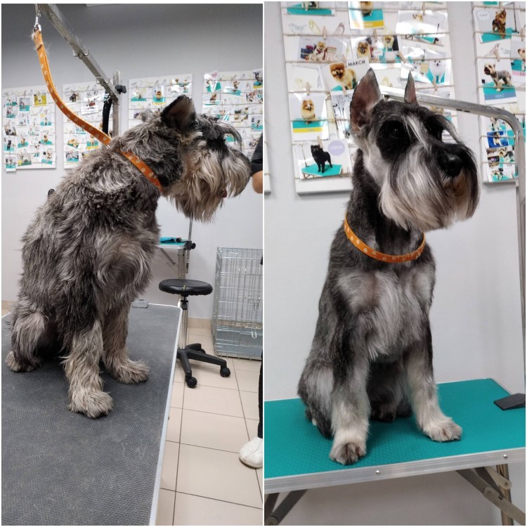 Косметическая стрижка цвергшнауцера