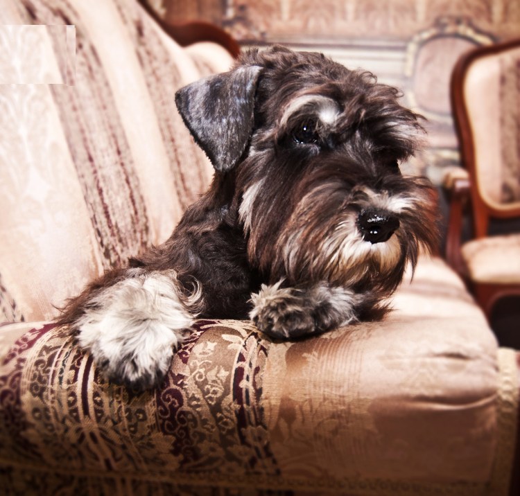 Миттельшнауцер груминг