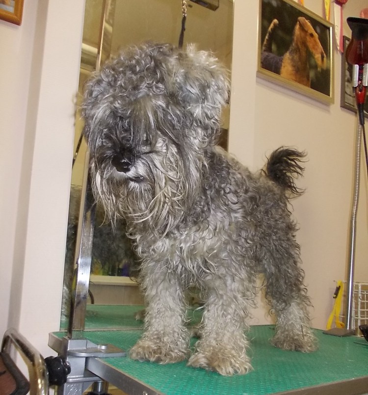 Цвергшнауцер стрижка тримминг