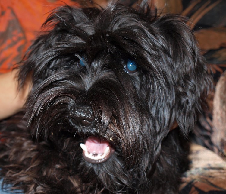 Цвергшнауцер характер