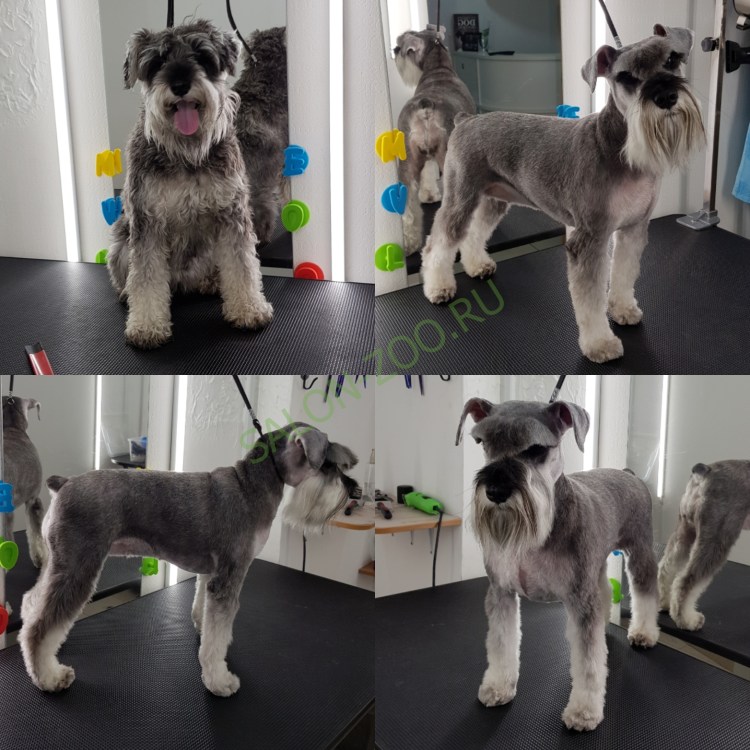 Миттельшнауцер рост в холке