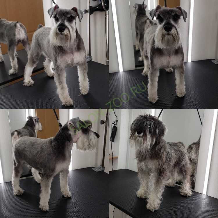 Тримминг миттельшнауцера