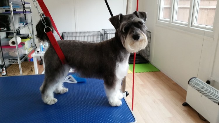 Цвергшнауцер стрижка тримминг