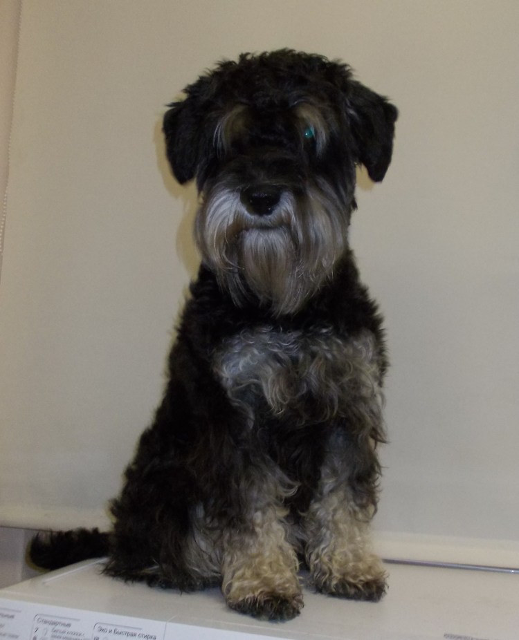 Ризеншнауцер после тримминга