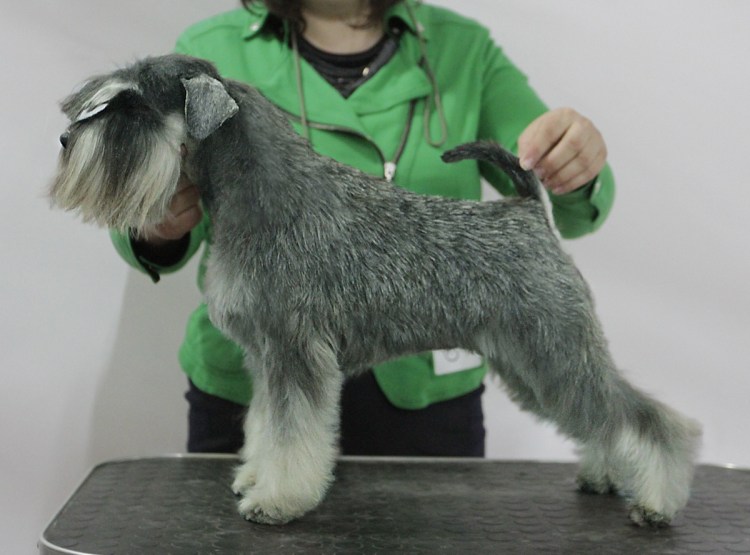 Тримминг ризеншнауцера