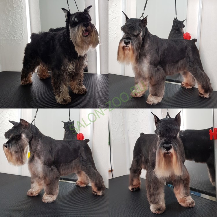 Шнауцер миттель стрижка