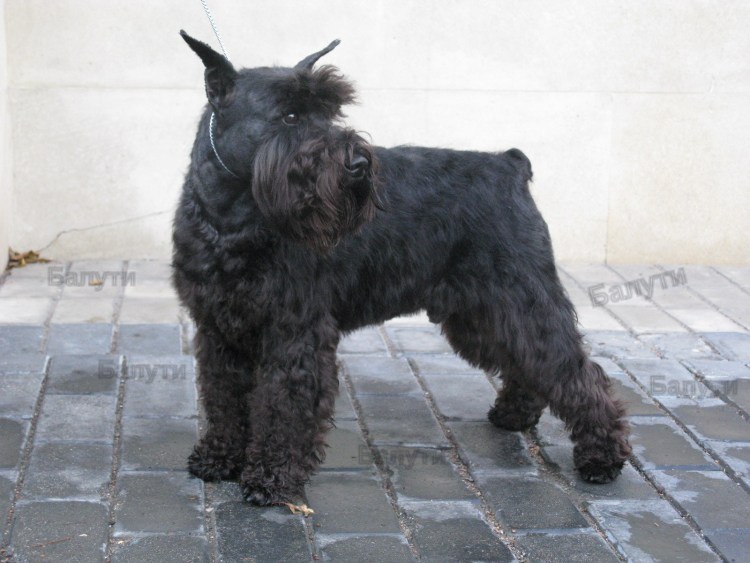 Тримминг собак