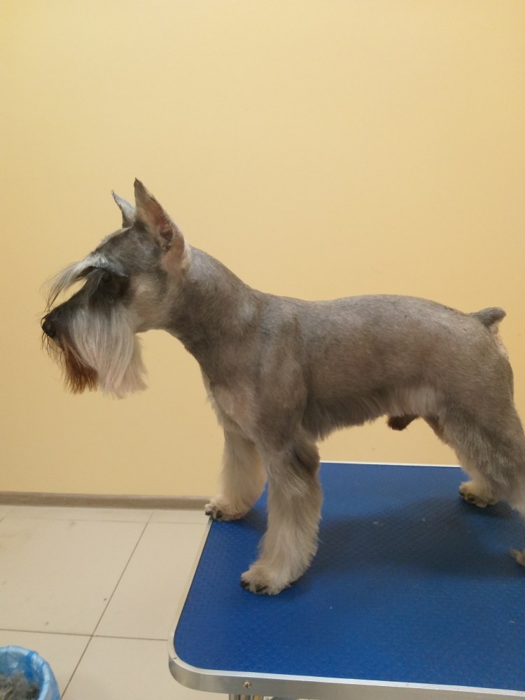 Цвергшнауцер триминга