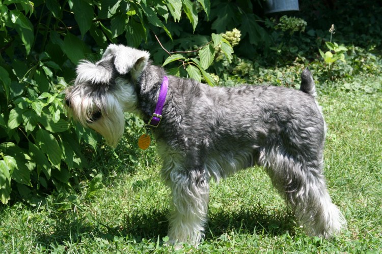 Груминг шнауцера