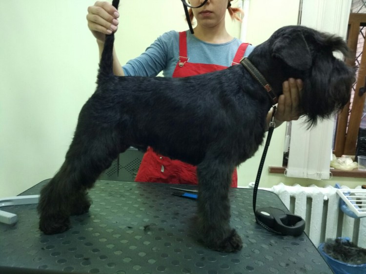 Цвергшнауцер стрижка тримминг